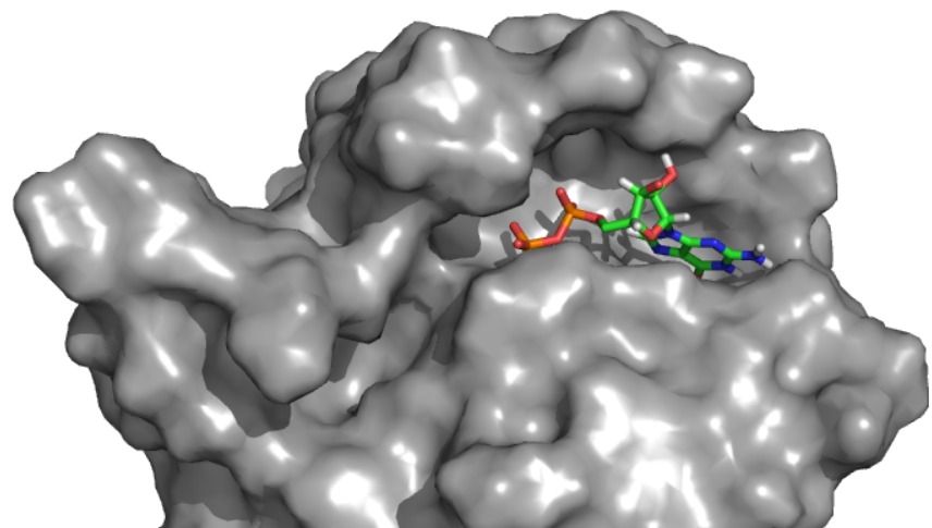 Molecular Docking